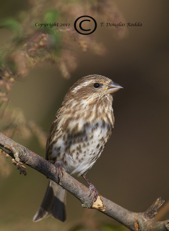 PURPLE FINCH